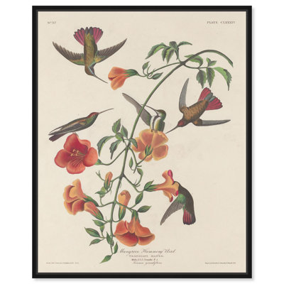 Humming Bird 1834 Canvas by Art Remedy