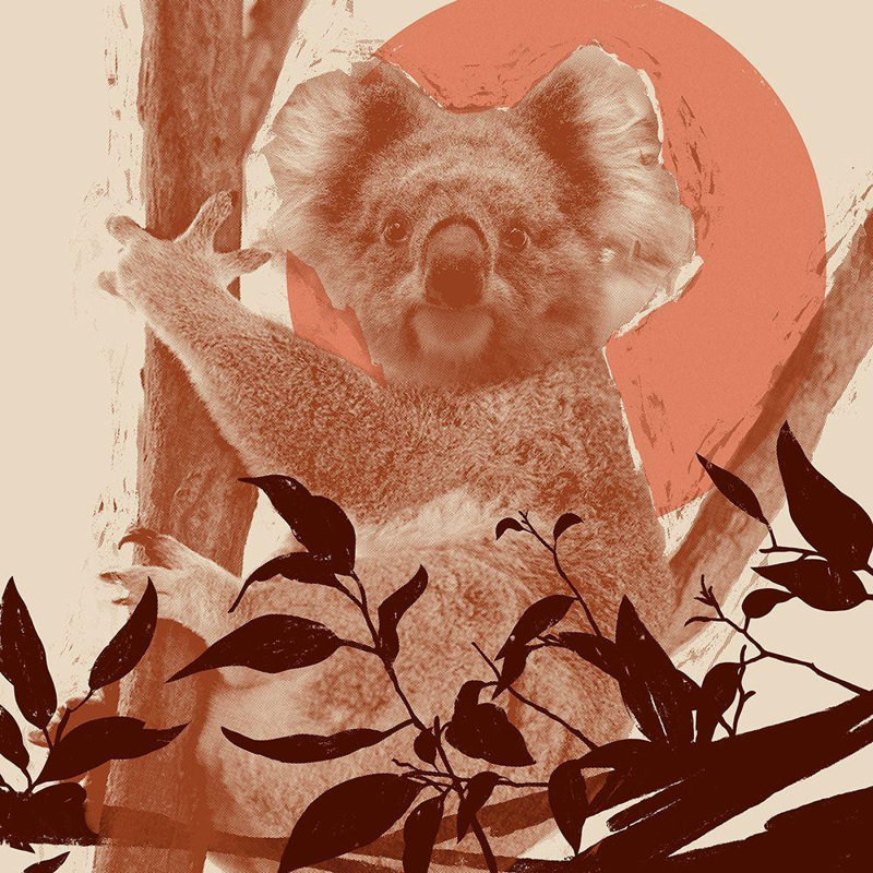 Art sur toile tendue par Millwood Pines Green, Jacob, Pop Art Koala II, H 36 po x l 36 po