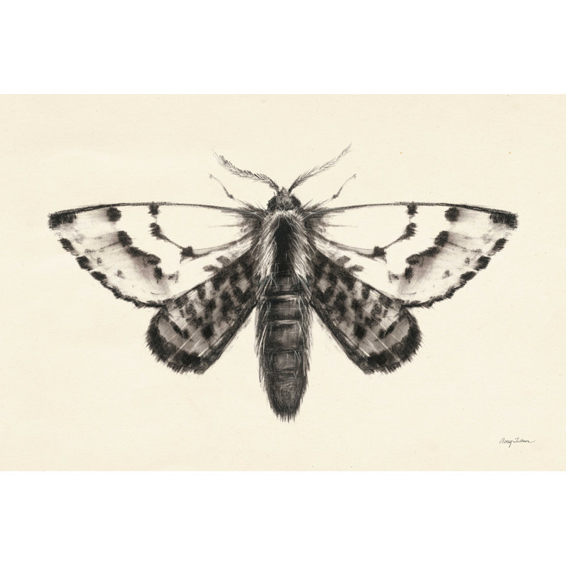 Moth IV - peinture sur toile tendue, H 24 po x l 36 po