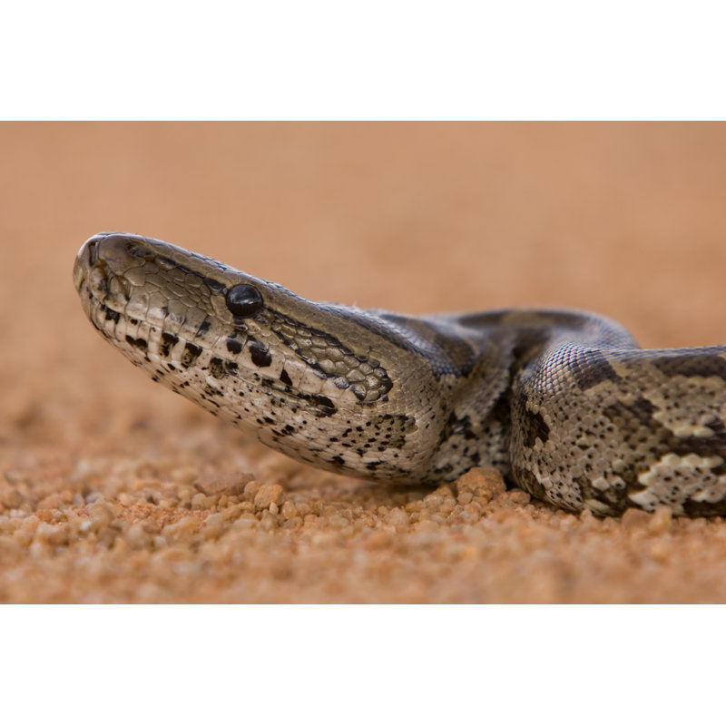 African Rock Python by Pinepix - Wrapped Canvas Print, 61cm H x 91cm W