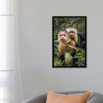 " White-Throated Capuchin Monkeys, Tortuguero, Limon Province, Costa Rica " Color Photography Print
