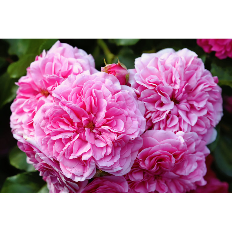 Centifolia The Provence Rose Or Cabbage Rose Or Rose De Mai - Wrapped Canvas Print, 30cm H x 46cm W x 3.8cm D