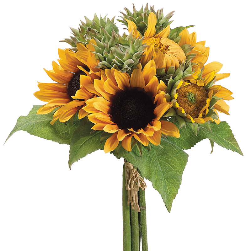 17 po tournesol BQT YE / GO