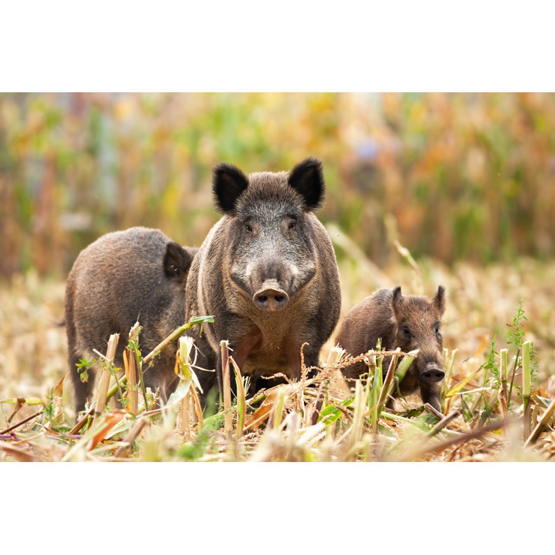 Strong Wild Boar - Photographie sur toile tendue, H 32 po x l 48 po