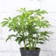 Live Arboricola Plant