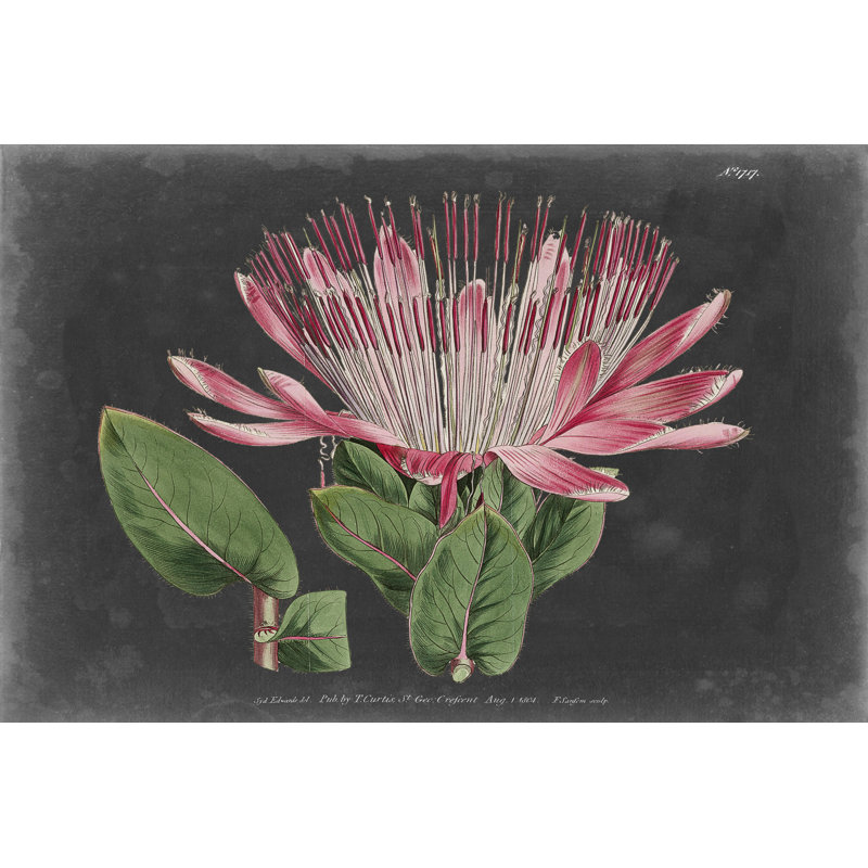 Dramatic Protea II, 61cm H x 91cm W x 3.8cm D
