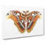 Atlas Moth by George Shaw - Wrapped Canvas Painting-55367377
