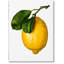 Gourmand, Lemon