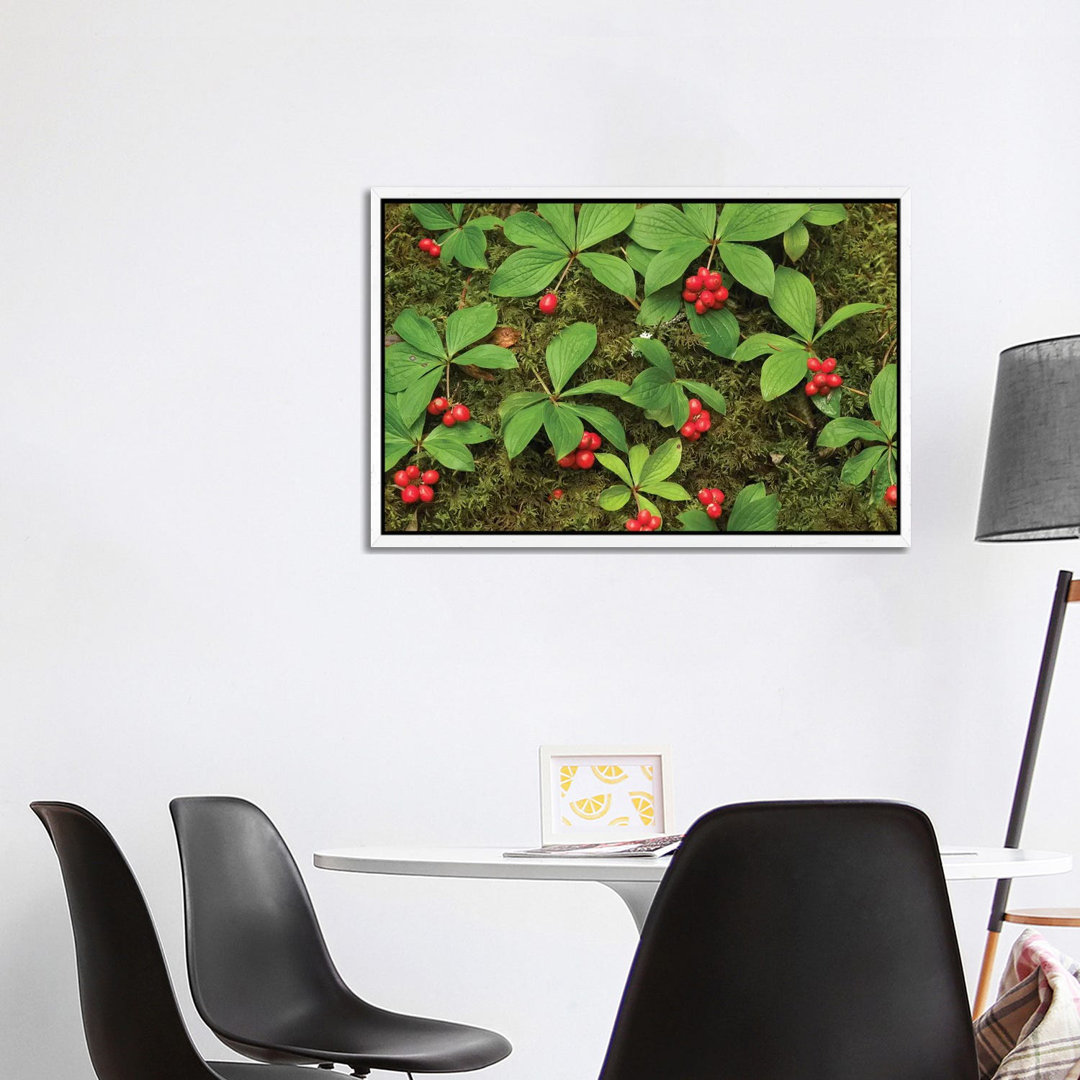 Bunchberry Growing Amid Sphagnum Moss, North America von Tim Fitzharris - Galerie- Giclée auf Leinwand