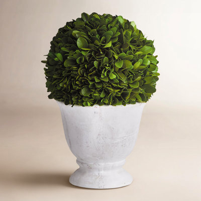Alby 9.5'' Boxwood Topiary in Ceramic Urn