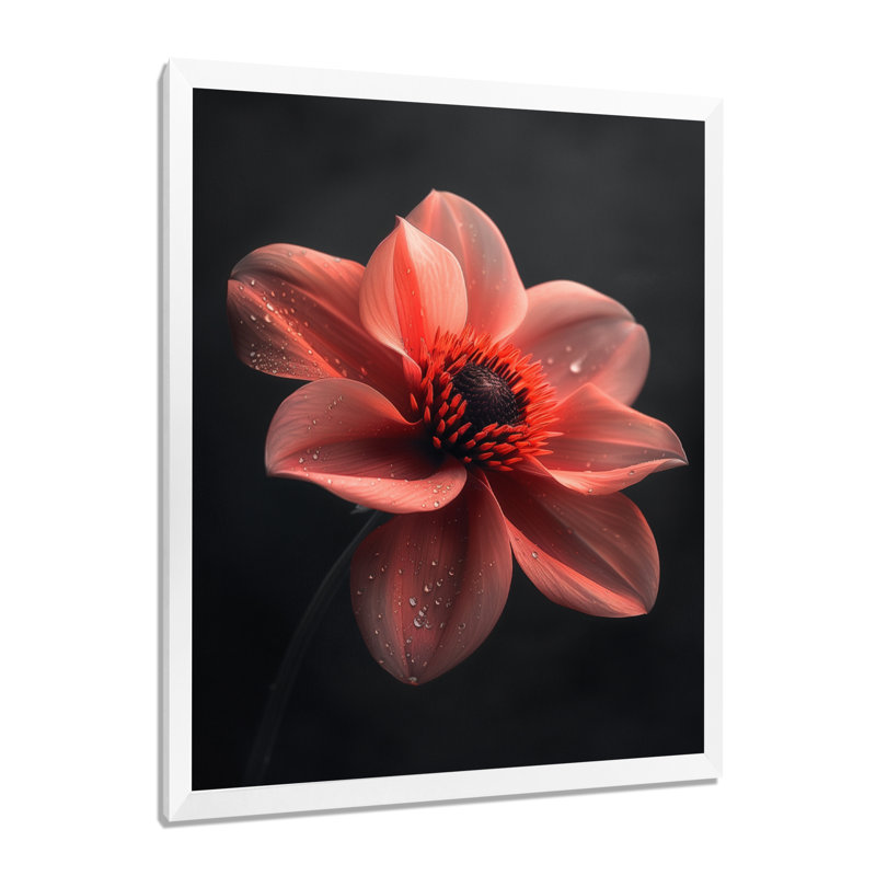 «Pink on Black Dahlia Vibes I», reproduction d'art murale Dahlia, Cadre simple blanc, H 44 po x l 34 po x P 1,5 po