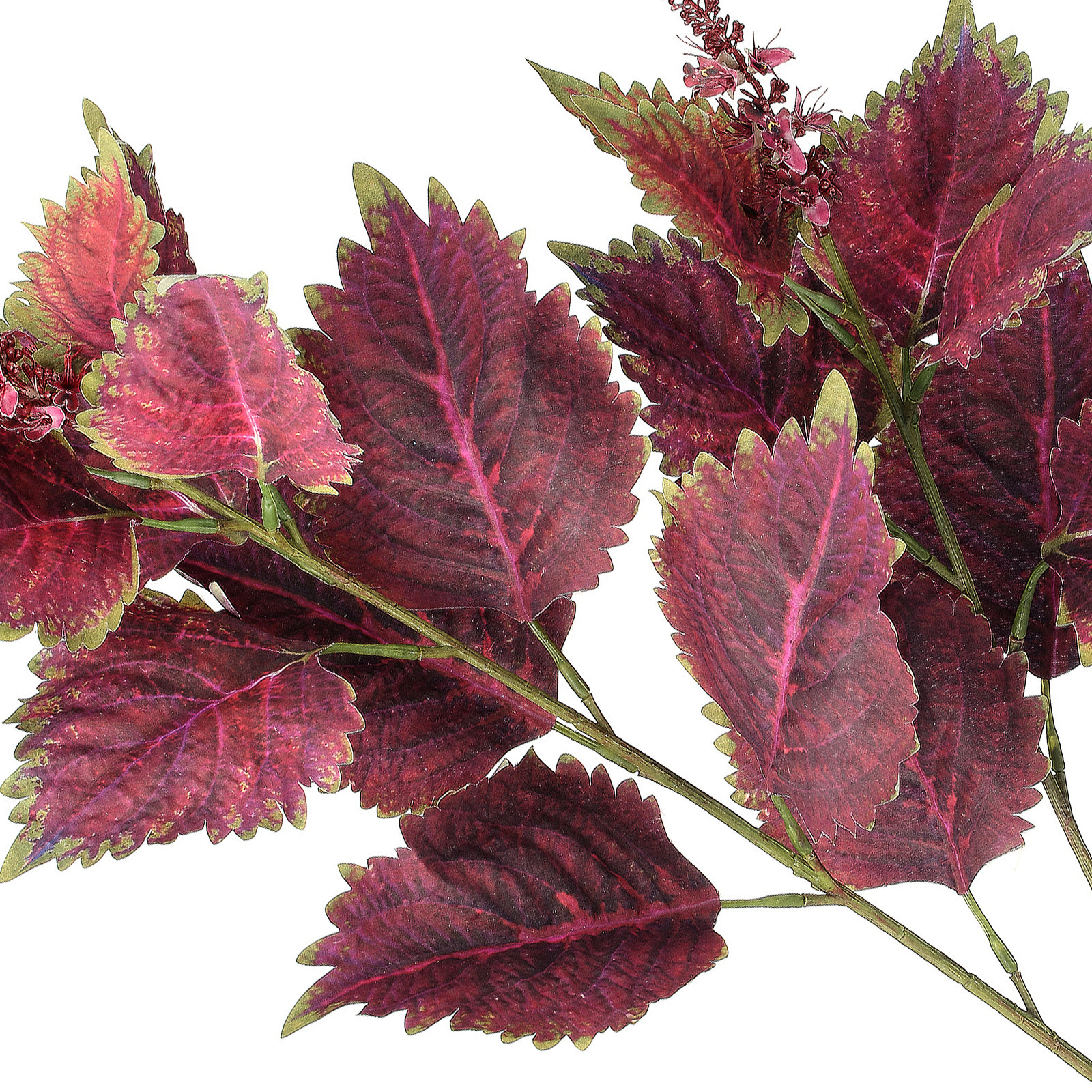 Garden Coleus Stems, Red
