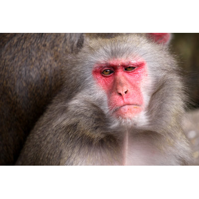 Macaque - Wrapped Canvas Print