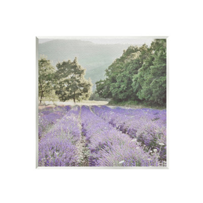 " Lavender Meadow Fields "