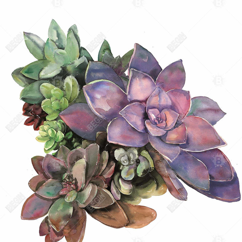 «Succulent Plant», art mural botanique mauve moderne, H 25,25 po x l 25,25 po