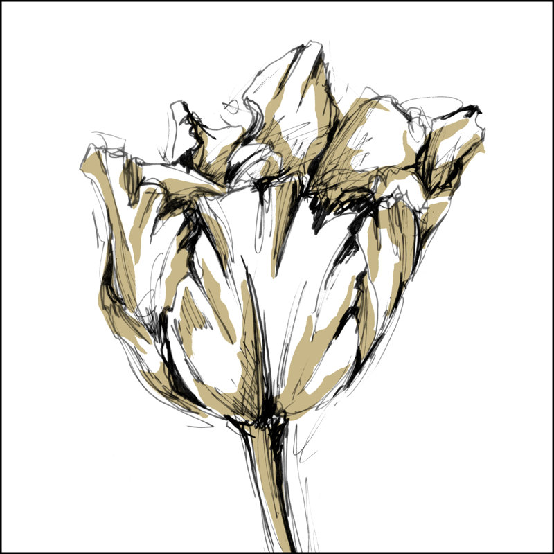 Small Tulip Sketch I (P) by Ethan Harper - Wrapped Canvas Art Prints, 30cm H x 30cm W x 3.8cm D