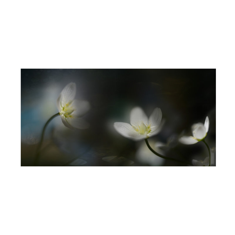 Art sur toile Heidi Westum, H 12 po x l 24 po