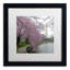 Washington Blossoms Framed Photographic Print-40361389-17770486