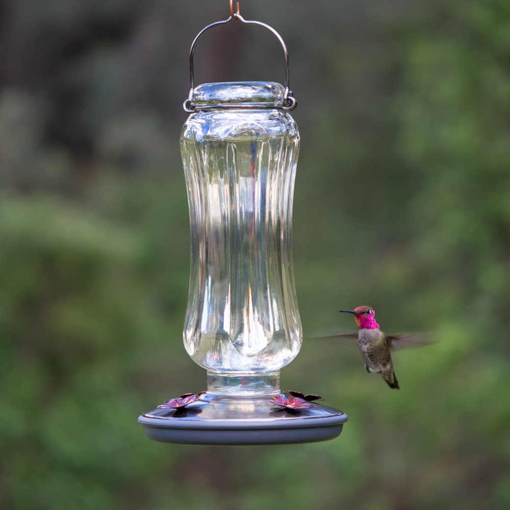 Lala Glass Hanging Hummingbird Feeder (Set of 2) Charlton Home®