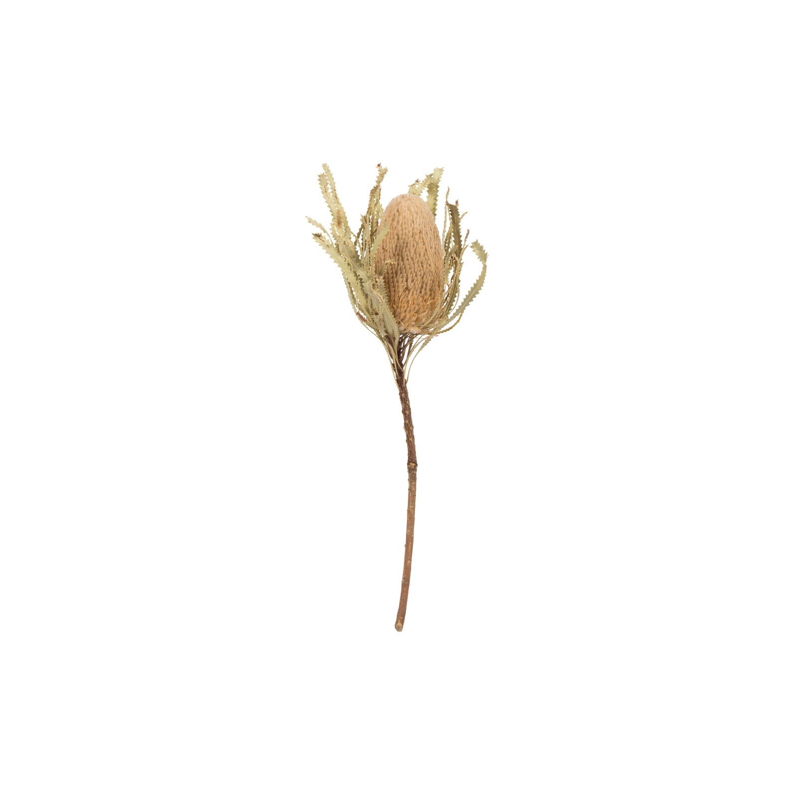 12" Jumbo Banksia Flower with Stem Dried, Natural