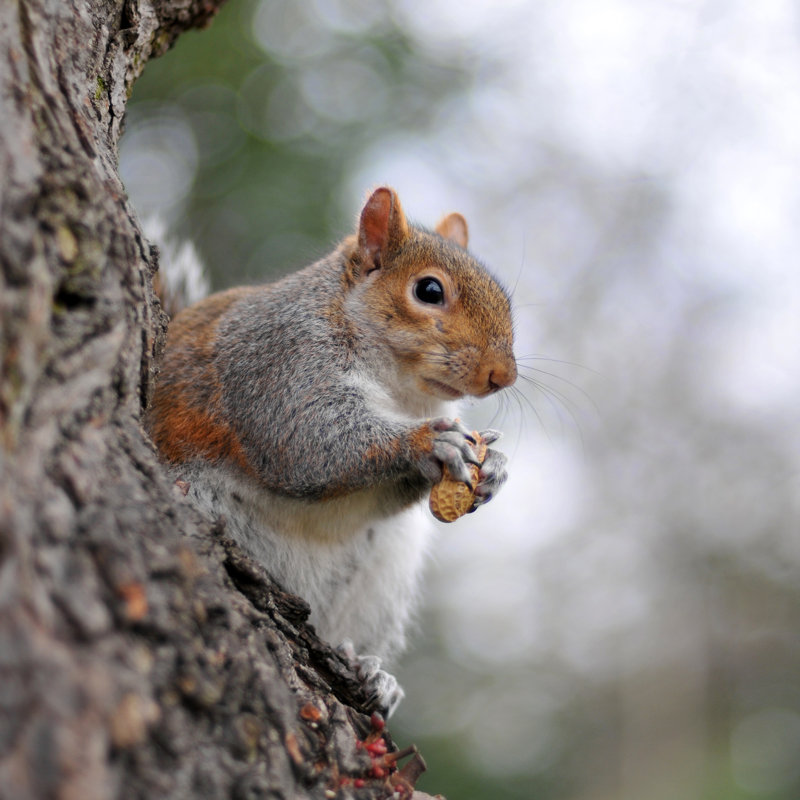 Grey Squirrel by Patrickistock - Wrapped Canvas Print, 30cm H x 30cm W