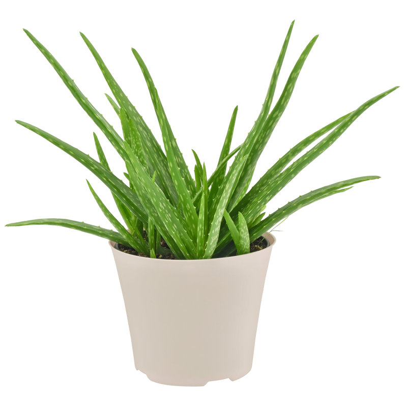 6" Azalea Plastic Pot Cover - White