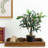 Harrsion Solid Wood Decorative Tray