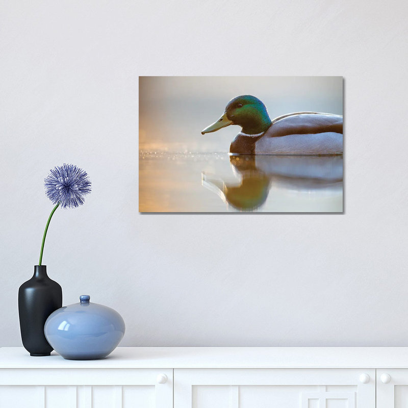 Mallard by Mateusz Piesiak - Wrapped Canvas Print, 30.48 cm H x 45.72 cm W