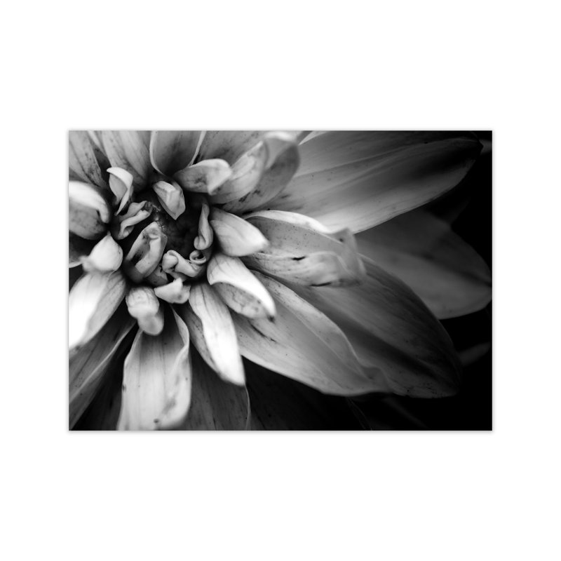 Flower Petals I by Victoria Frost - Print, Unframed, 42cm H x 59cm W x 1cm D