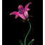 Piquet de jardin Narelle-46833394