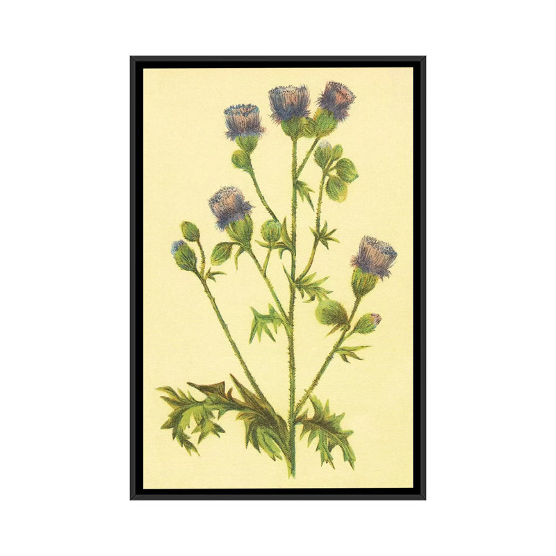 Thistle par PI Collection - reproduction sur toile tendue sur châssis, H 26 po x l 18 po x P 1,5 po, Toile avec cadre noir