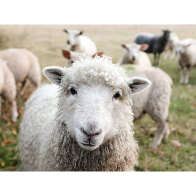 " Curious Sheep "