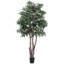 Arbre à feuillage en pot mini ficus