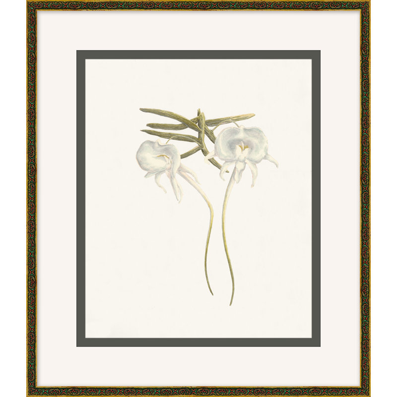 Wild Orchid 3