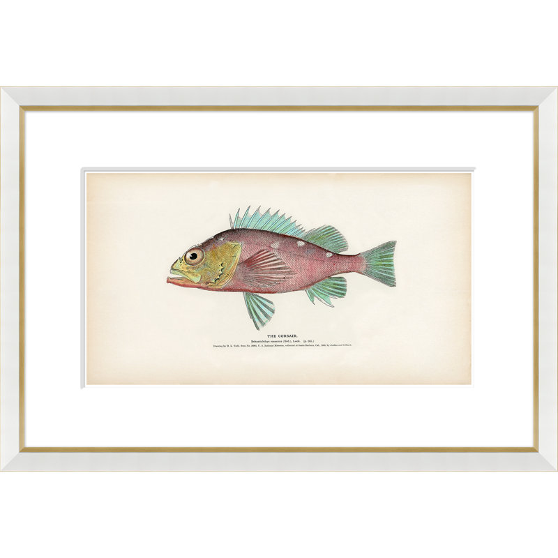 Tropical Fish - Framed Print