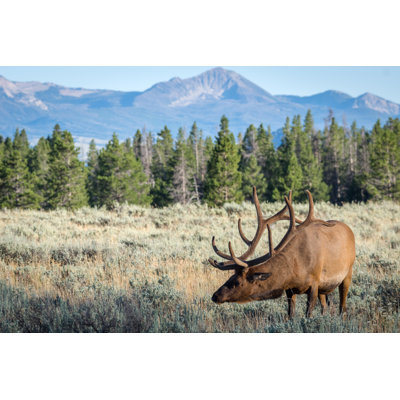 Burgaw Bull Moose Grazing 1 Piece Wrapped Canvas Wall Art