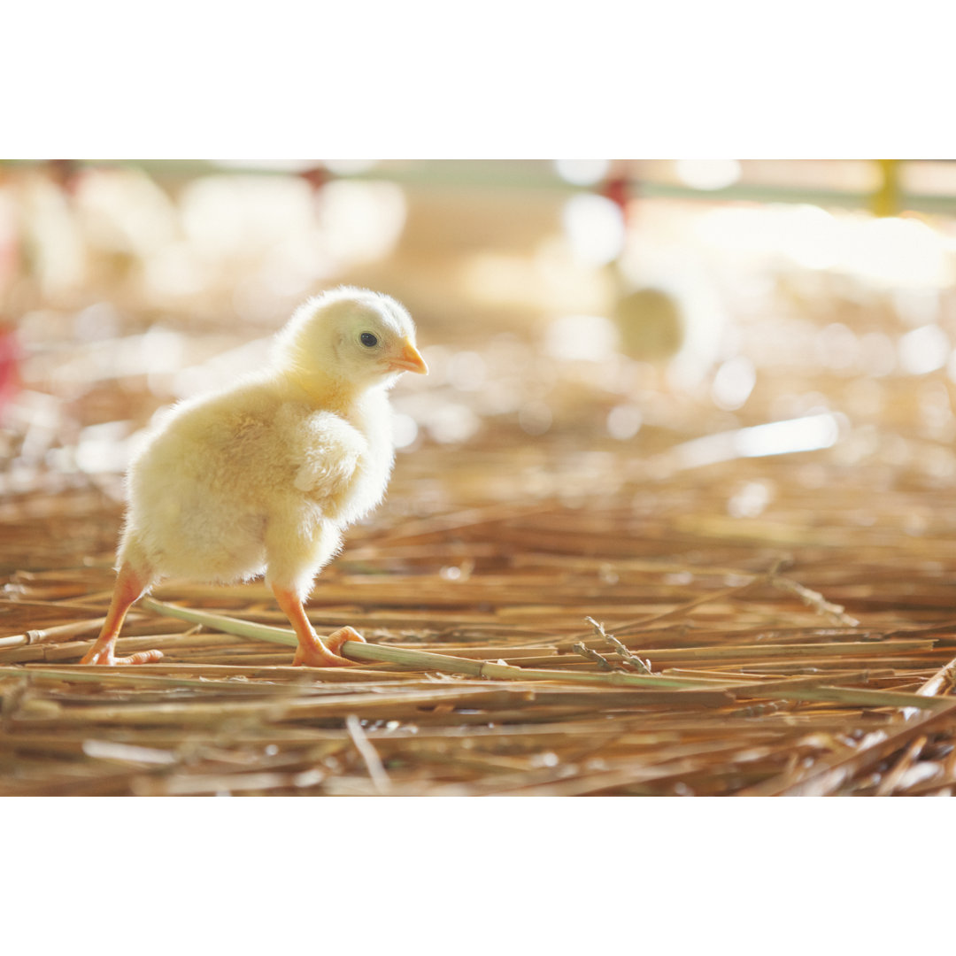 Baby Huhn von Danchooalex - Kunstdrucke auf Leinwand ohne Rahmen