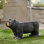 Banc de jardin en béton Hargis Bear