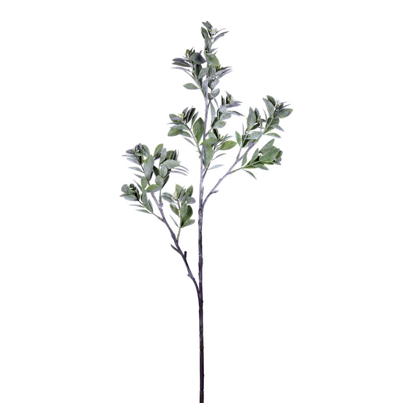 31'' Aglaia Plant