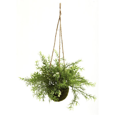 Panier suspendu Ruscus, Sedum & Springeri