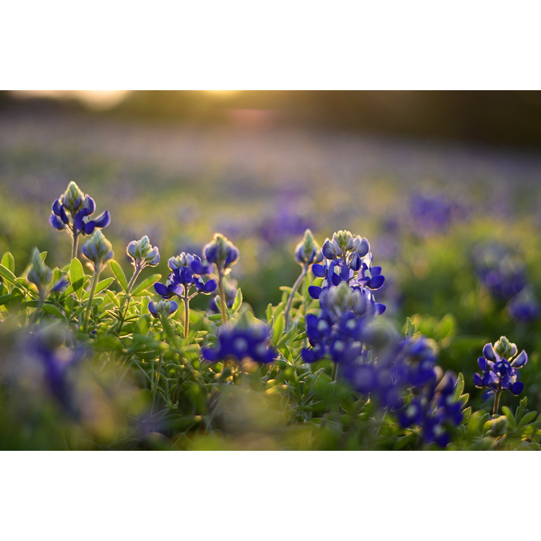 Texas Bluebonnets