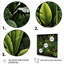 Rainforest Jungle Plants Landscape 3 - Jungle, art mural-978555615-978555600