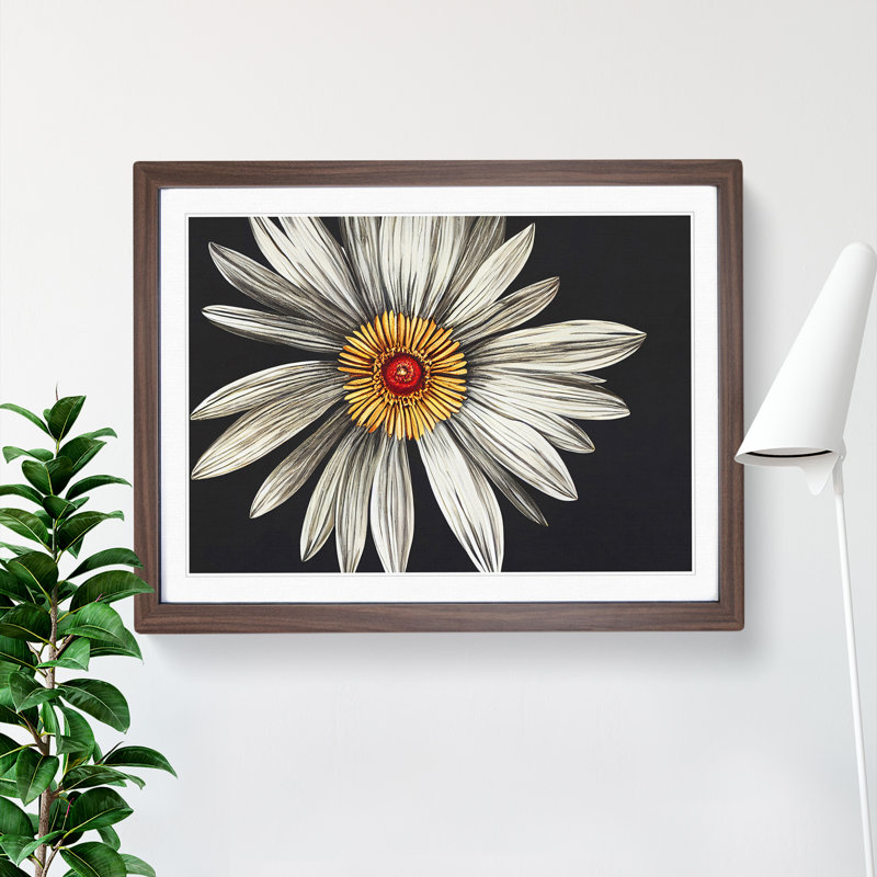 Flourishing Daisy Flower 1 Piece Single Picture Frame Wall Art, 34cm H x 46cm W x 2cm D, Walnut