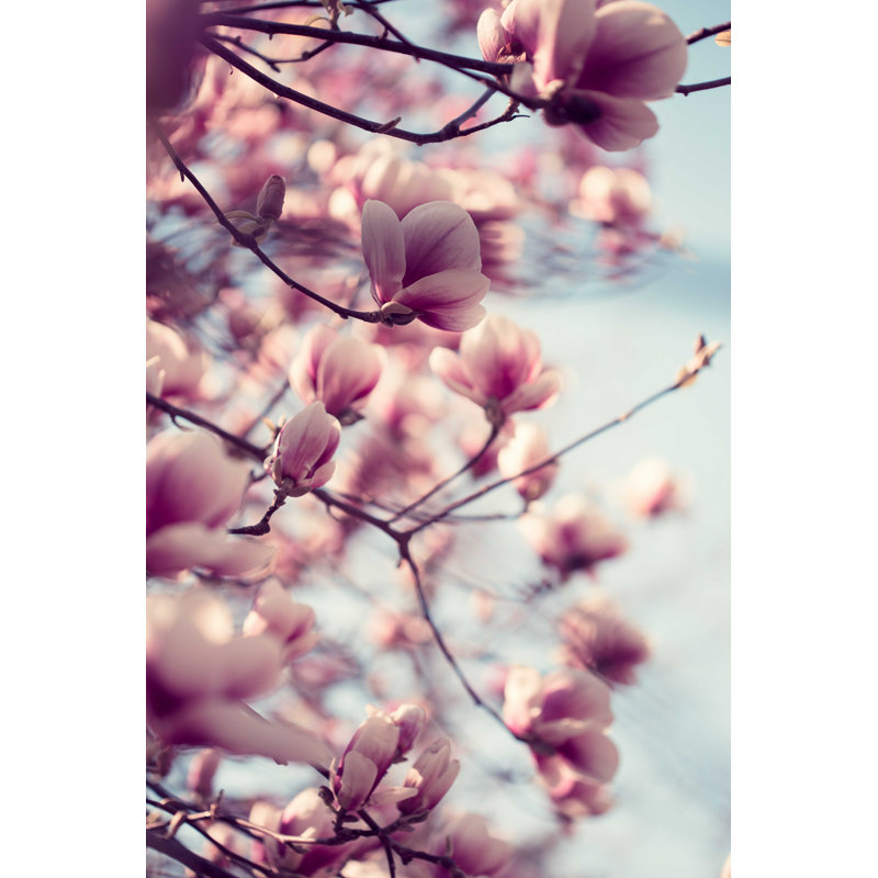 Fleurs de magnolia roses - Photographie sur toile tendue, H 30 po x l 20 po