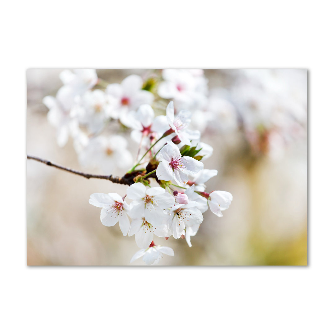 Kirschblüten - Kunstdrucke auf Leinwand - Wrapped Canvas