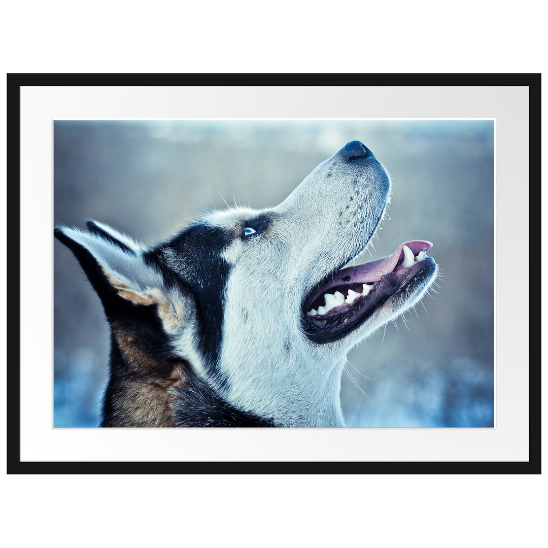 Gerahmtes Poster Husky von der Seite