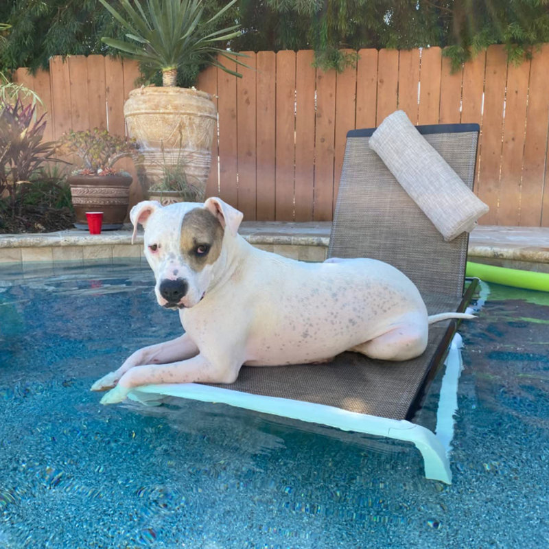 Outdoor Chaise Lounge, Brown