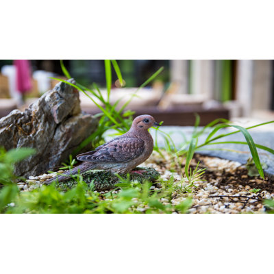 Mourning Dove On Grass Garden Statue