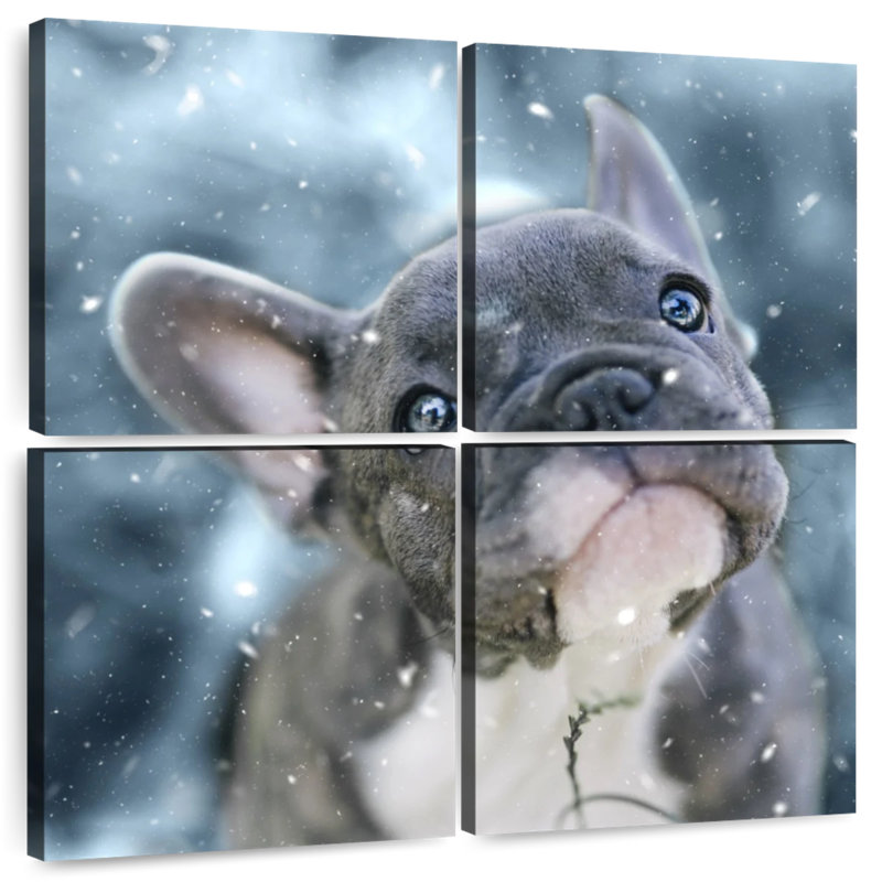 Chiot bouledogue français Brampt