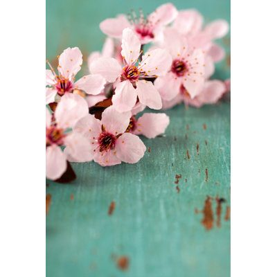 Pink Blossoms - Wrapped Canvas Print